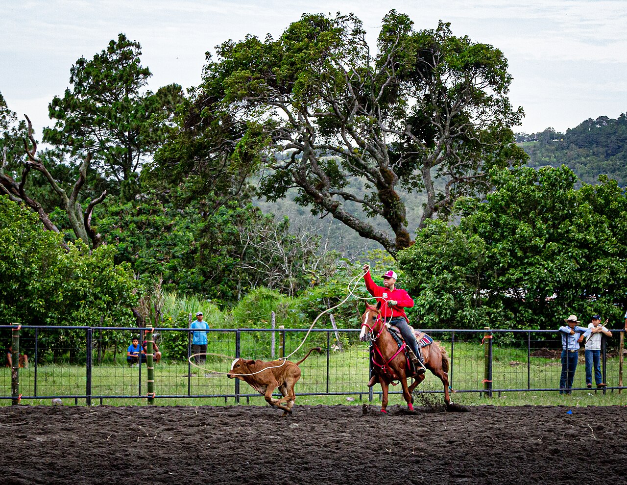 Rodeo