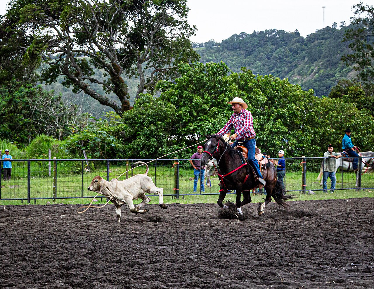Rodeo